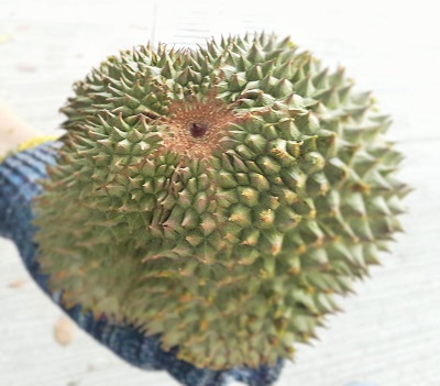 Durian King TTDI 4 (1)