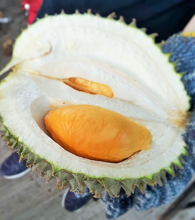 Durian King TTDI 7