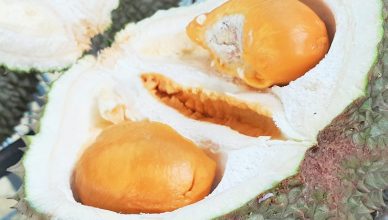 Durian King TTDI